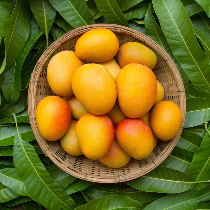 Kandungan buah mangga '