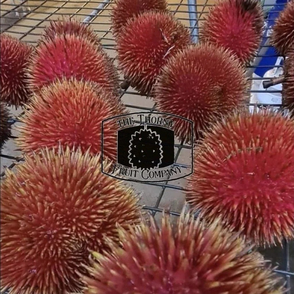 Buah langka kalimantan keledang khas mirip lai dulu nangka cukup durian sekilas masyarakat dinikmati sering hutan merah ditemui kini makin