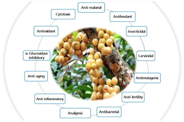 Langsat fruit benefits health