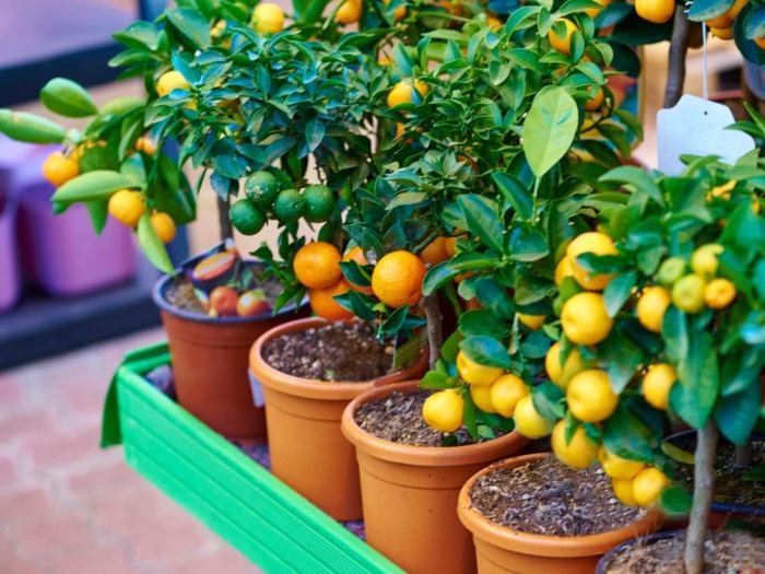 Containers fruits growing quiet corner pot peaches grow