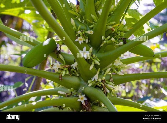 Papaya flower fruit turn will stage early