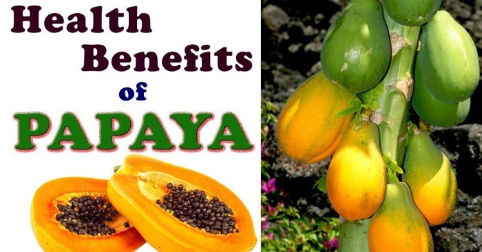 Papaya fruit pawpaw