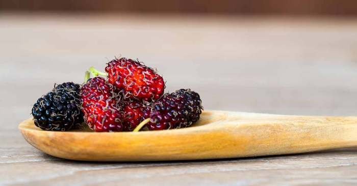 Mulberry mulberries diseases prevent ayurvedic countless