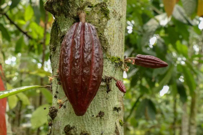 Cacao cocoa fruit theobroma crops