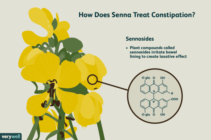 Senna cassia angustifolia seena nik exports llp