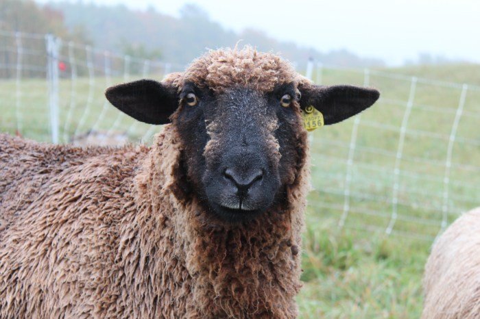 Sheep homestead raise should