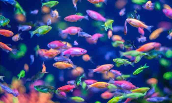 Glofish fish tetra tropical aquarium glow freshwater tank tanks hires ashx glo know did 1155 1545 wordpress visit were set