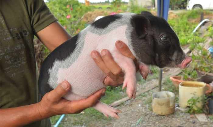 Mini pig pigs size big get growth