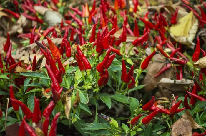 Chili chilli plant hydroponics pepper chillies grow cili plants malaysia fertilizer thai chilly powder vegetable cultivation hot 10l mixture 50l