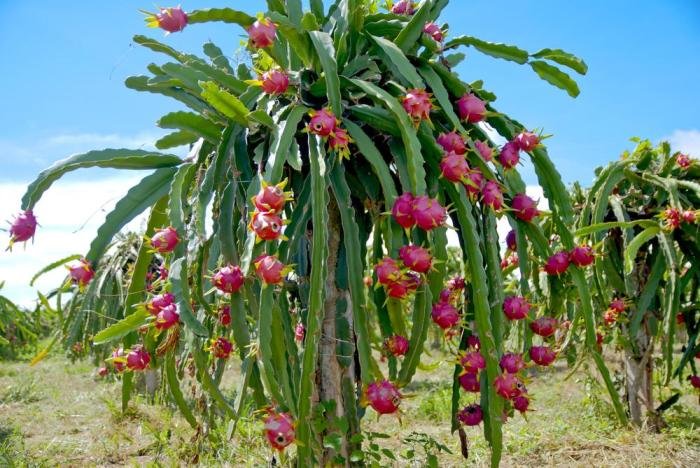 Dragon fruit benefits health choose board