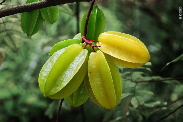 Starfruit carambola ripe averrhoa healthiersteps