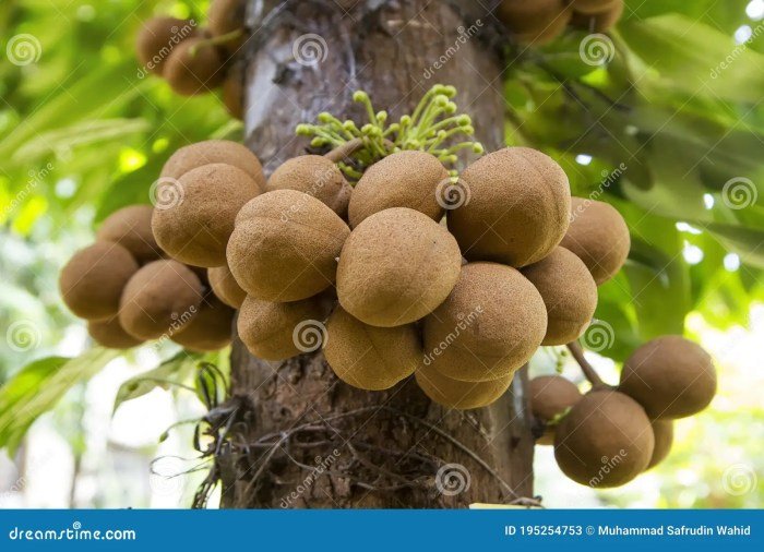 Fruit bogor indonesia durian warso java kebun near west