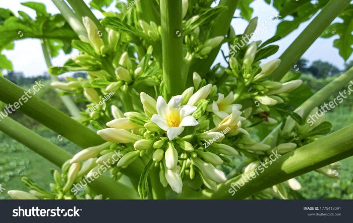 Papaya flower fruit carica iwokrama guyana alamy centre garden