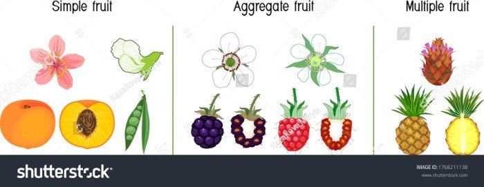 Raspberry fruit parts section plant morphology aggregate vector illustrations preview similar