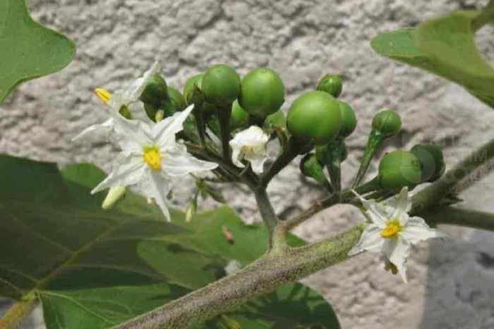 Manfaat buah takokak untuk mata