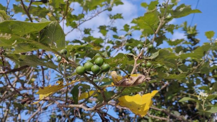 Manfaat buah takokak untuk mata