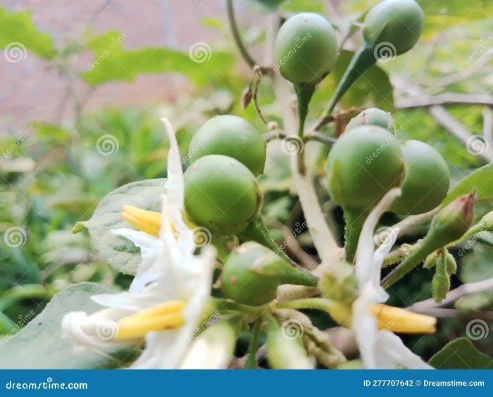 Manfaat buah takokak untuk mata