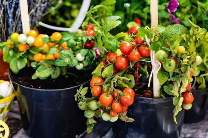 Cara menanam buah di lahan sempit