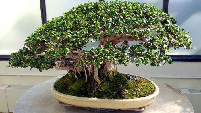 Beringin korea bonsai