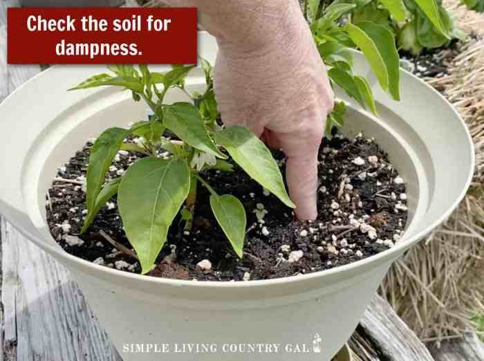 Peppers grow seed