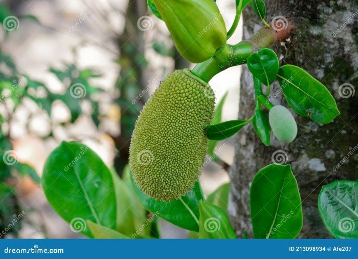 Jackfruit trees tree guide when growing harvest fruit pick plant gardeningknowhow fruits grow care harvesting tips planting